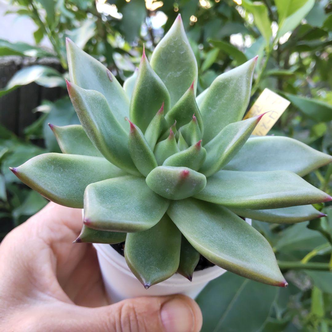 ⭐️ローズガーネット×コロラータアテマハック⭐️ファームパルク 多肉 寄植