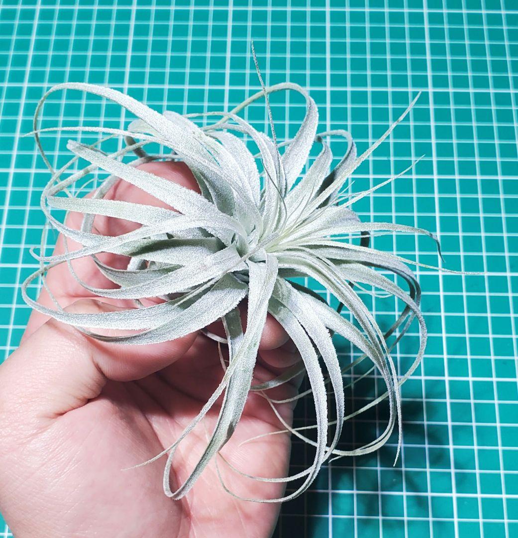 チランジア チャペウエンシス Tillandsia ティランジア