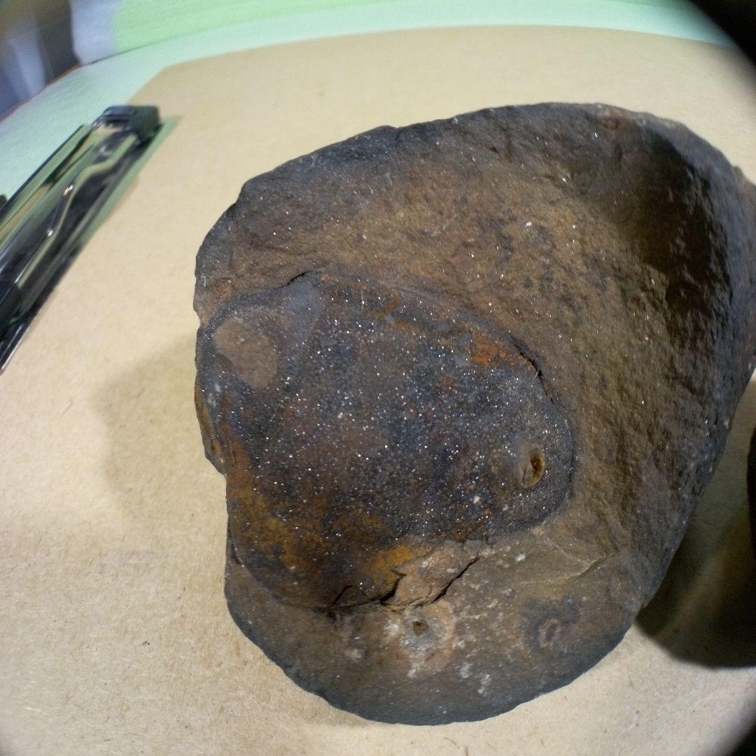 三葉虫　化石　fossil　ボリビア産　レア　Fossil判別⑦