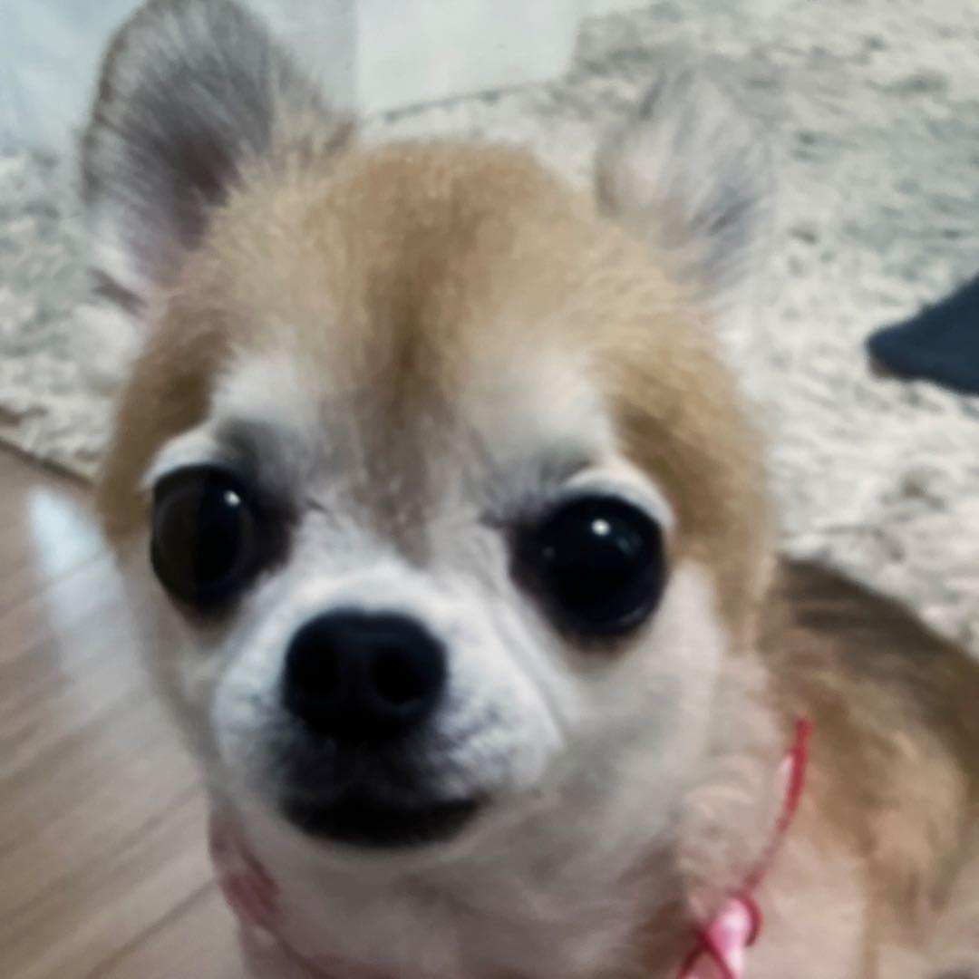 小型犬用手編み服　まいまし