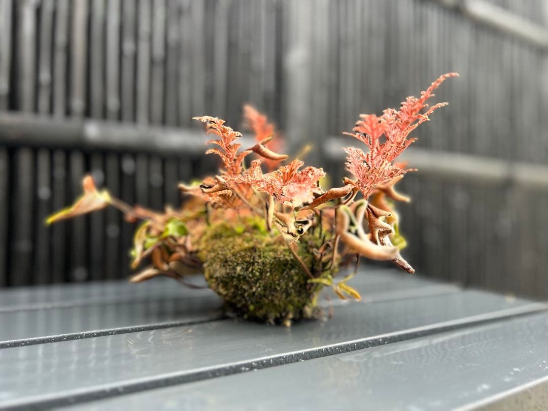 ヒトツバと黄金シダの根洗　苔玉 シダ　山野草