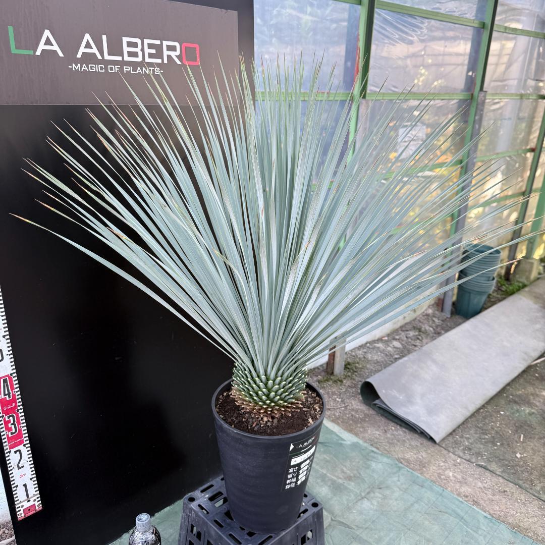 【AL1083】ユッカ　LA ALBERO　ランチョブルー　数量限定販売