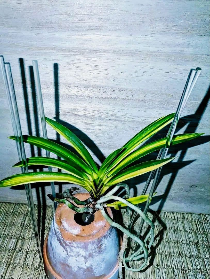 富貴蘭　熊鷹(ボリューム満点の櫛目最上柄個体)