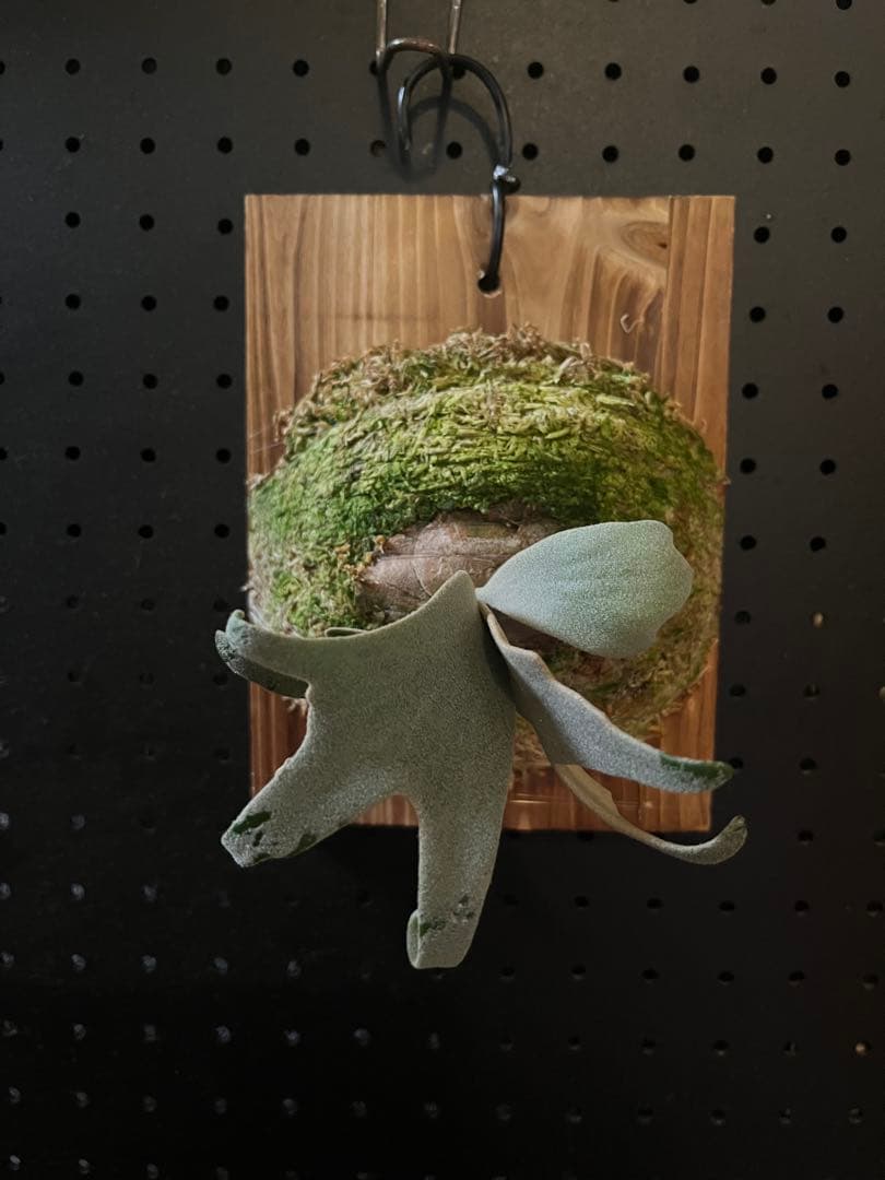 ビカクシダ P.willinckii Bogie OC