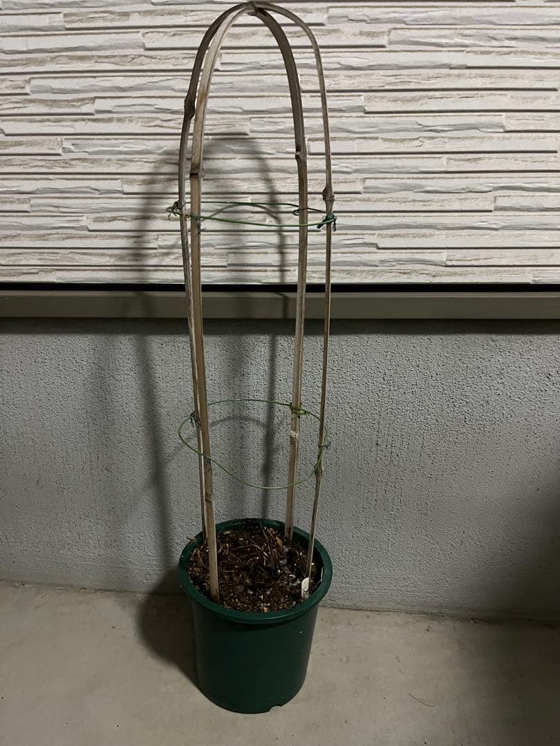 クレマチス　竹行燈仕立て　薄桜　ヴィオルナ系　壺型 正規品　6号鉢