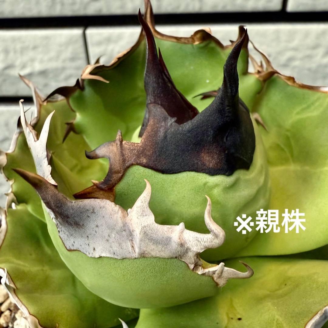 アガベ　チタノタ　dennis040 ② 【限定値下げ】
