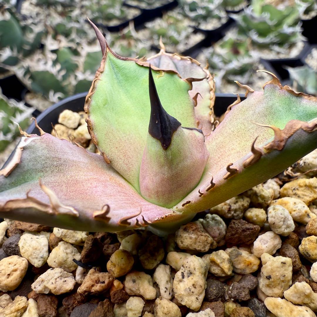 アガベ　チタノタ　dennis040 ② 【限定値下げ】