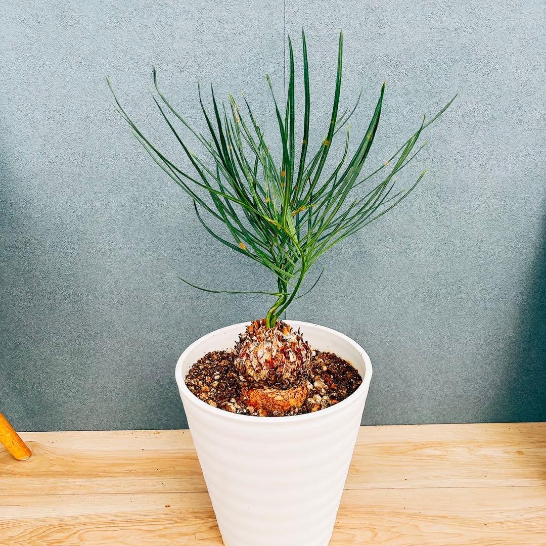 ［現品］【超希少】2番　ソテツ　カイルンシアナブルー　8号　蘇轍　レア　珍しい