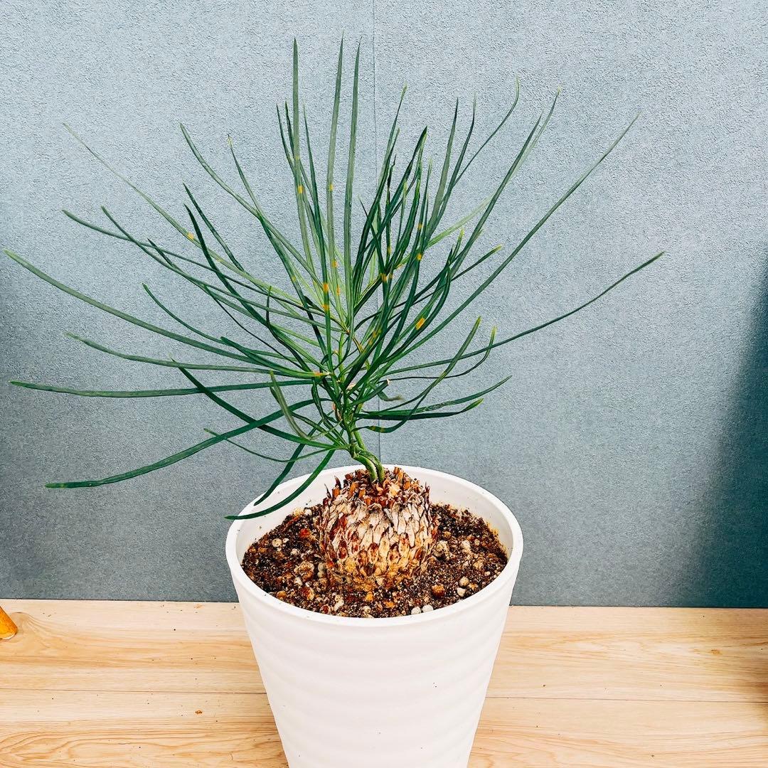 ［現品］【超希少】2番　ソテツ　カイルンシアナブルー　8号　蘇轍　レア　珍しい