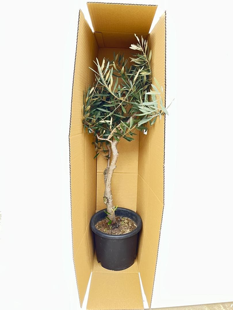 オリーブの木　古木　ピクアル　8号　約95cm　NO.828　人気品種　現品掲載