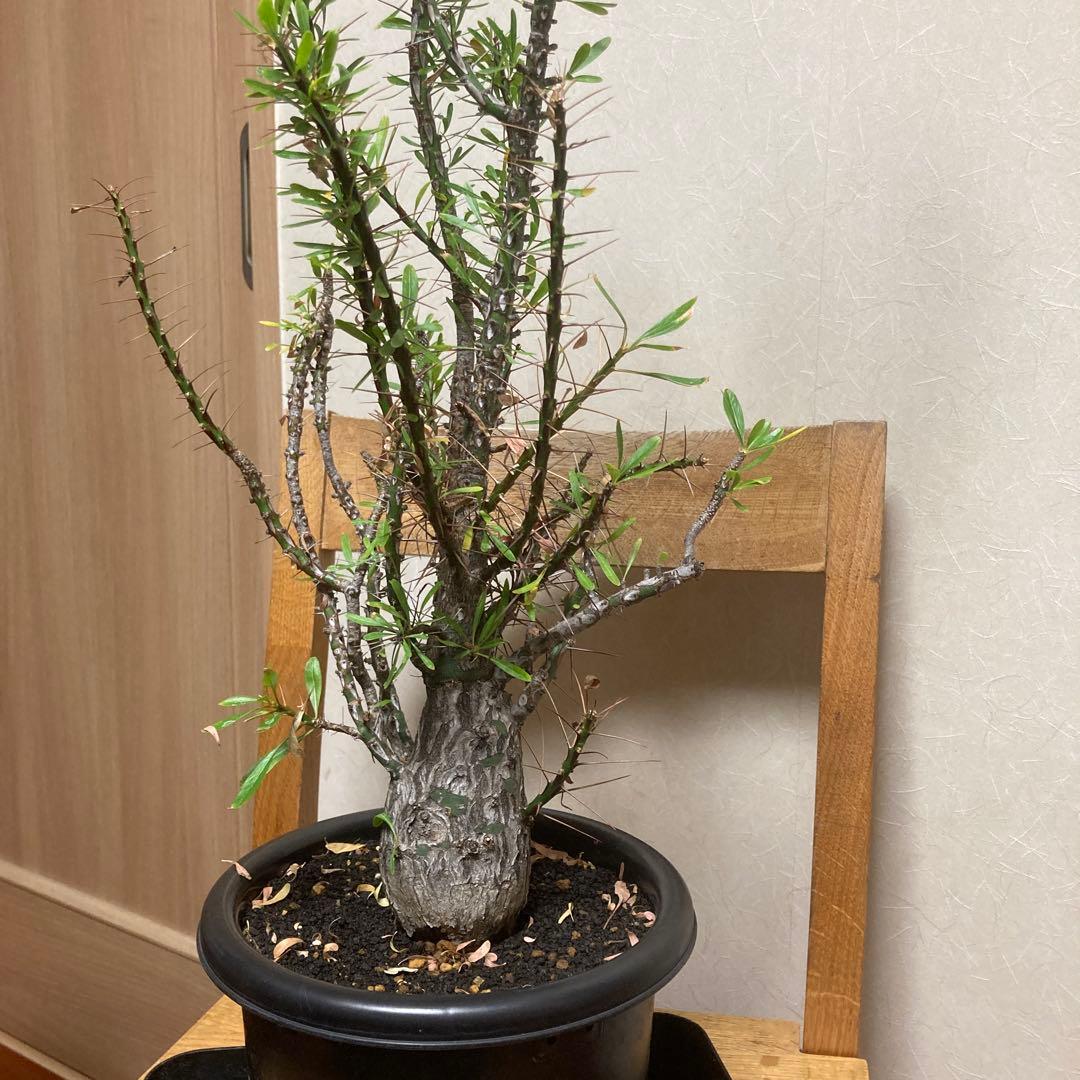 ジュン　フォークイエリア