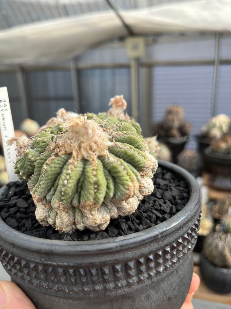 アズテキウム 花籠 (Aztekium ritteri)