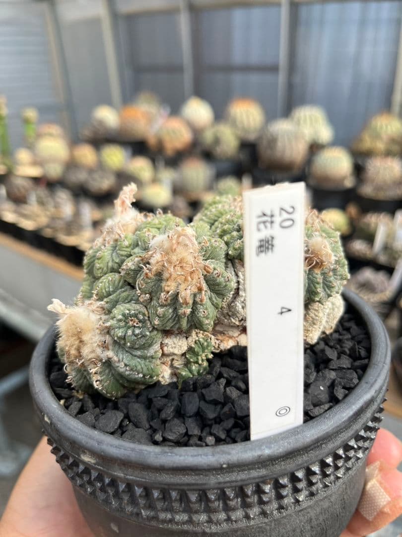 アズテキウム 花籠 (Aztekium ritteri)