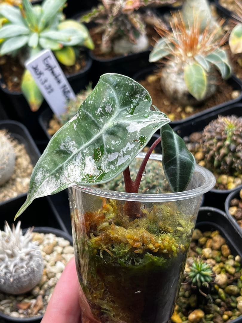 アロカシア アマゾニカ ミントピンク斑入り③