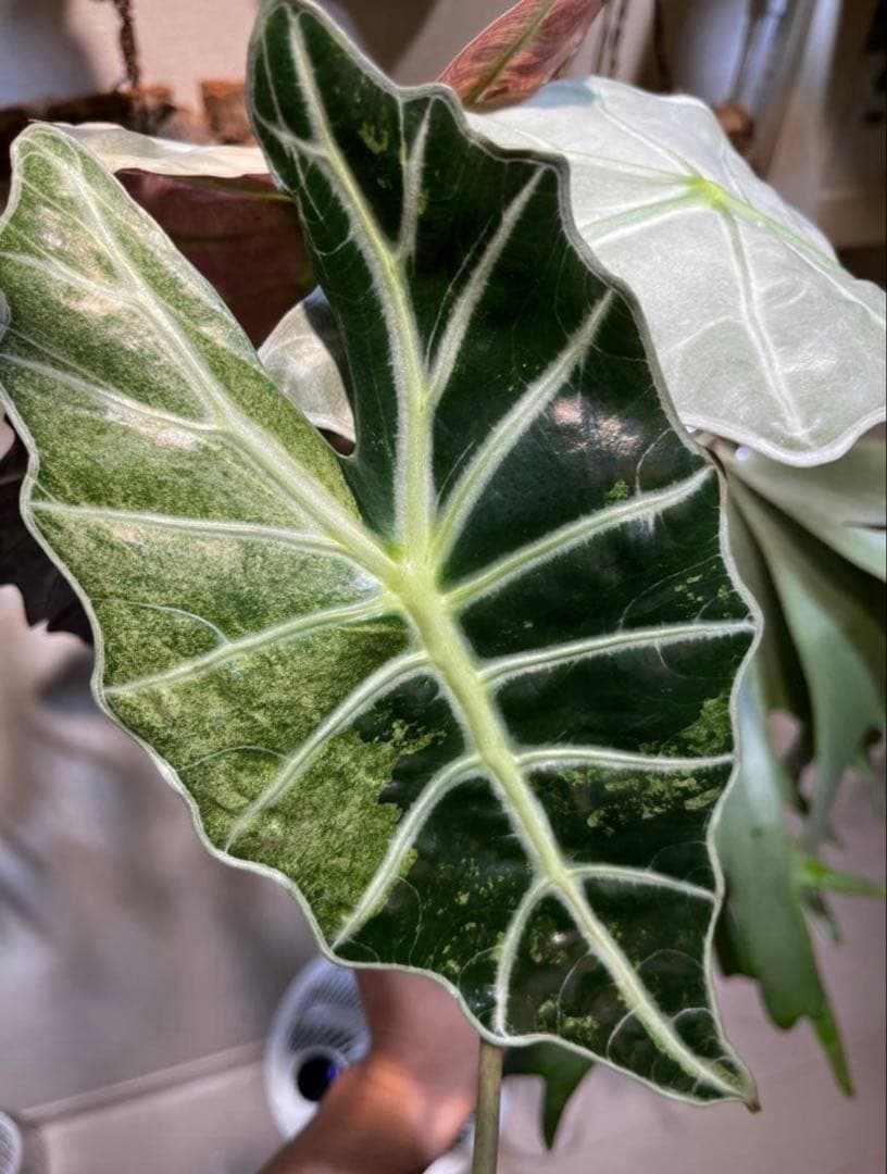 アロカシア アマゾニカ ミントピンク斑入り③