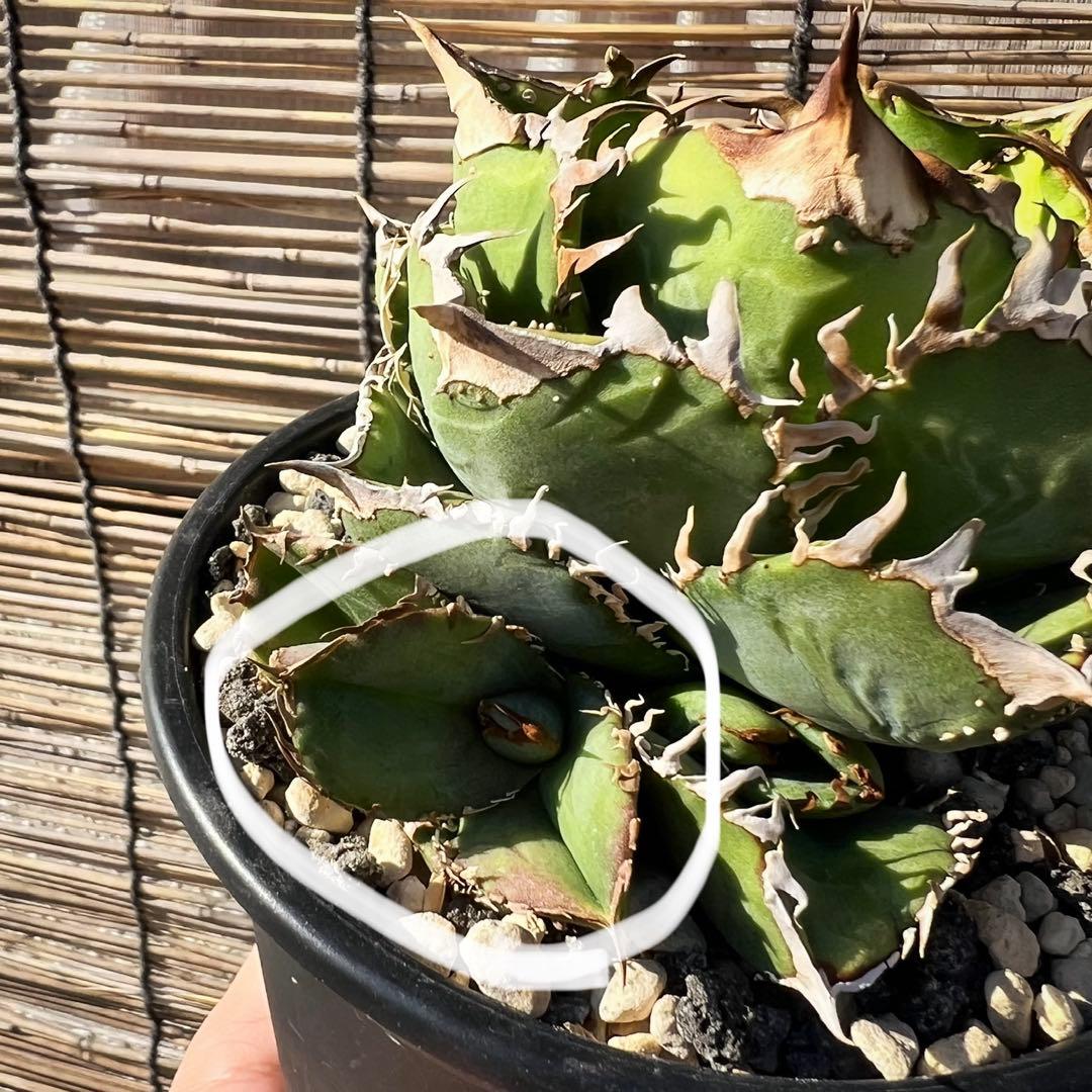 ドベクラ　子株　皇冠