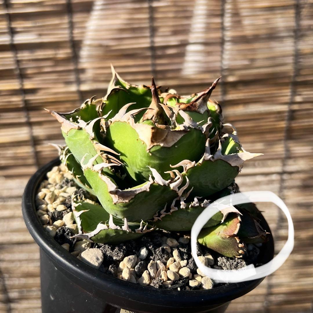 ドベクラ　子株　皇冠