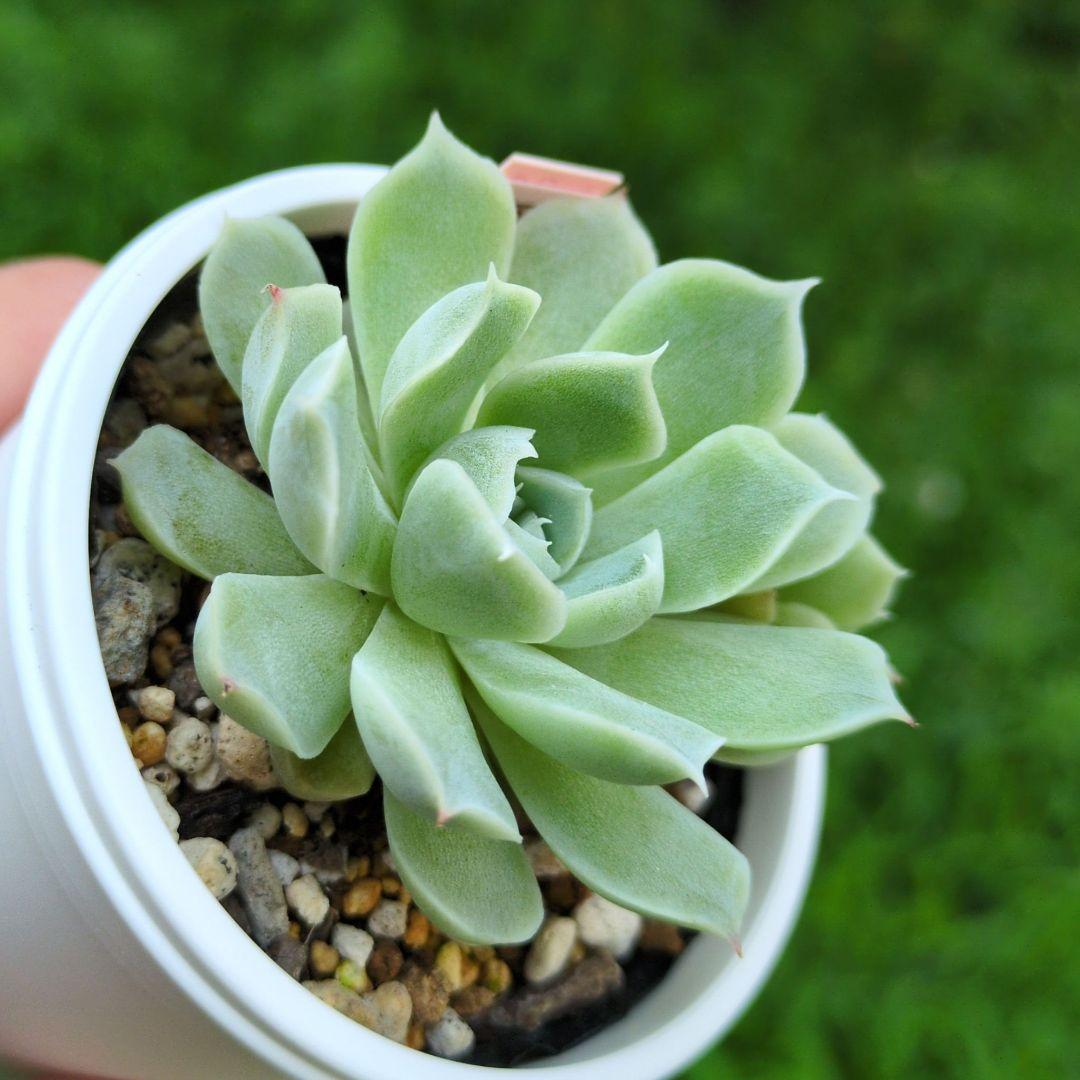 85. 多肉植物 アイスローズ 700円【抜き苗】