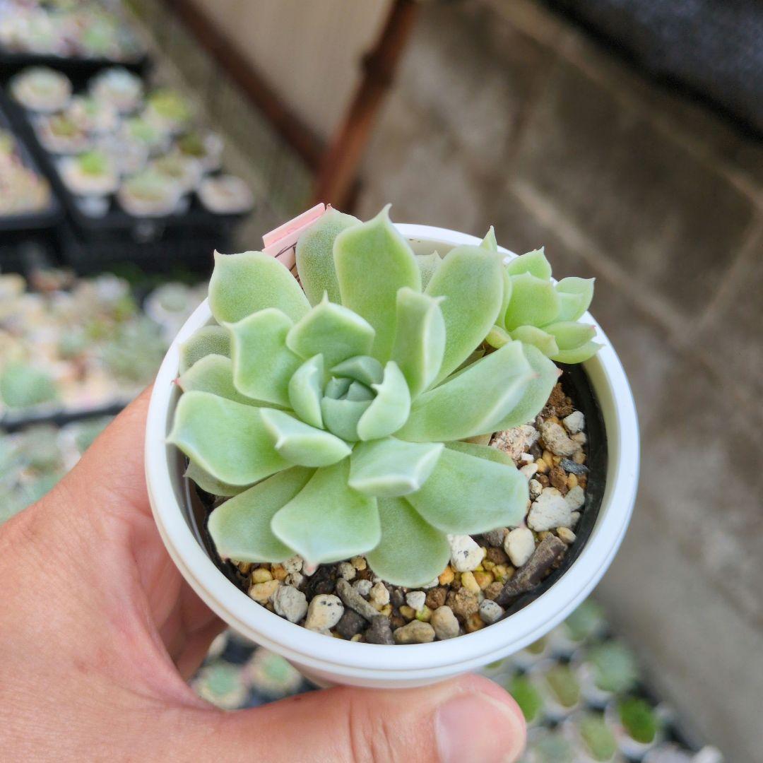 85. 多肉植物 アイスローズ 700円【抜き苗】