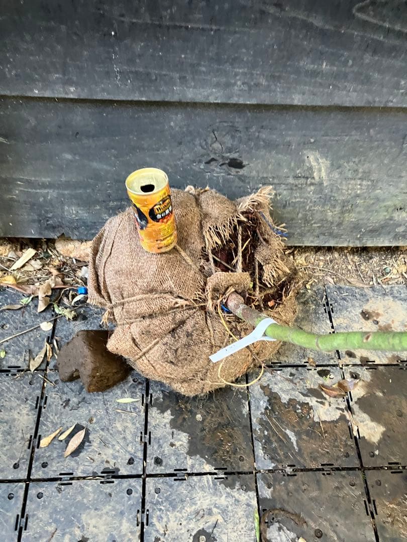 102 山採り　ヤマモミジ