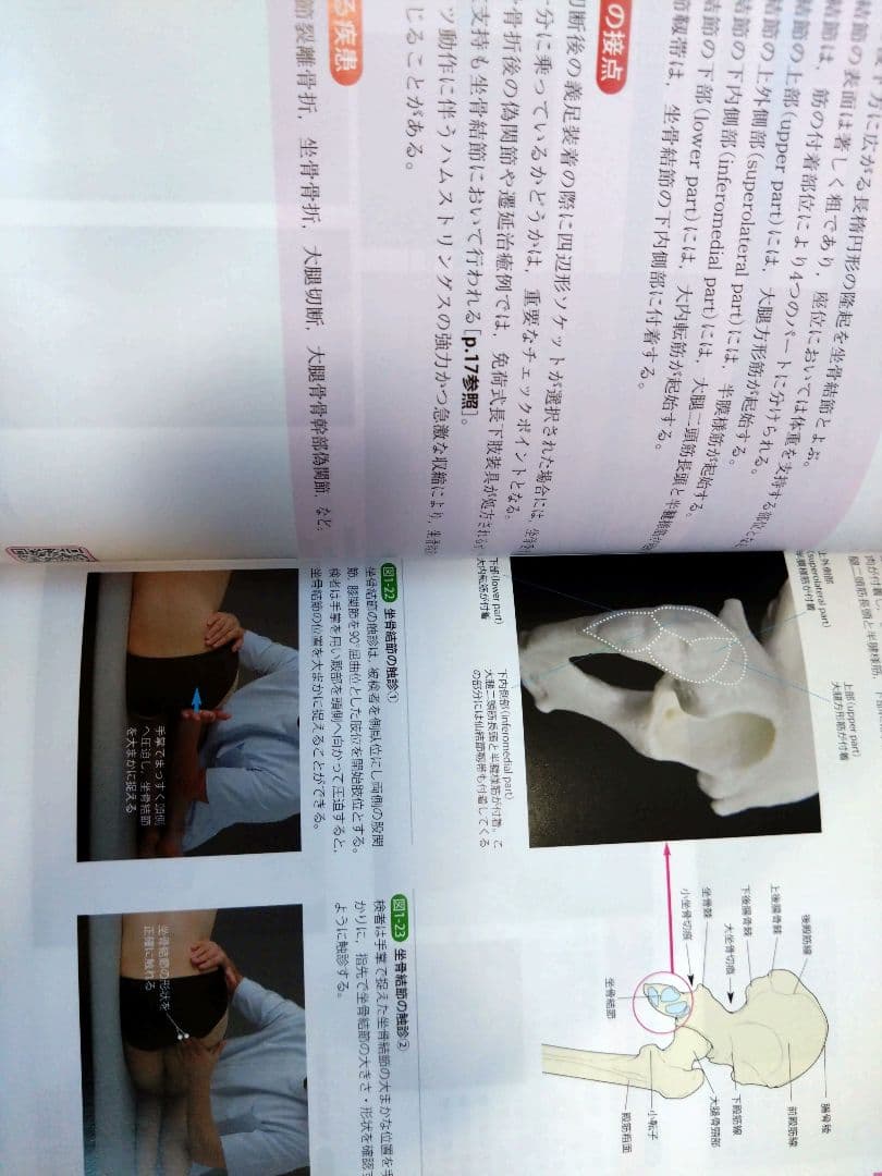 機能解剖学的触診技術 最新上下肢セット　理学療法士　作業療法　リハビリ　まとめ売