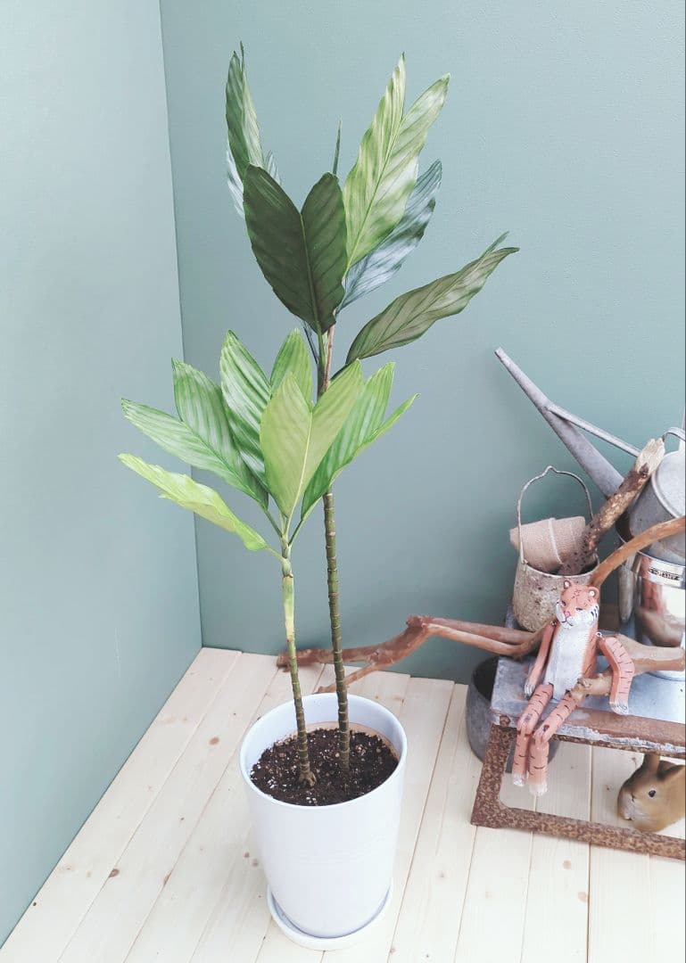 希少 ヤシ科 メタリック硬い葉! チャメドレア テネラ ８号