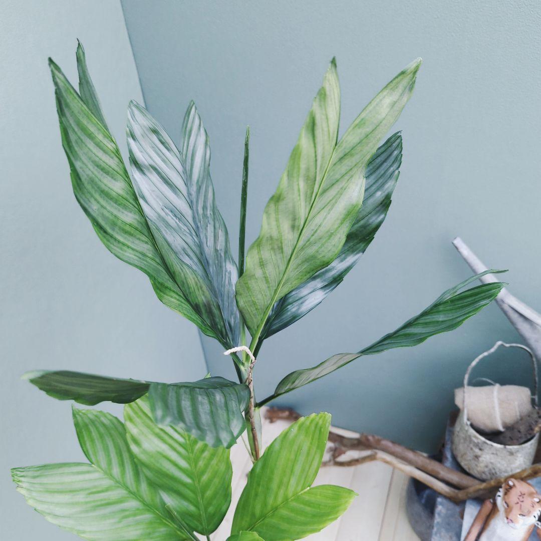 希少 ヤシ科 メタリック硬い葉! チャメドレア テネラ ８号