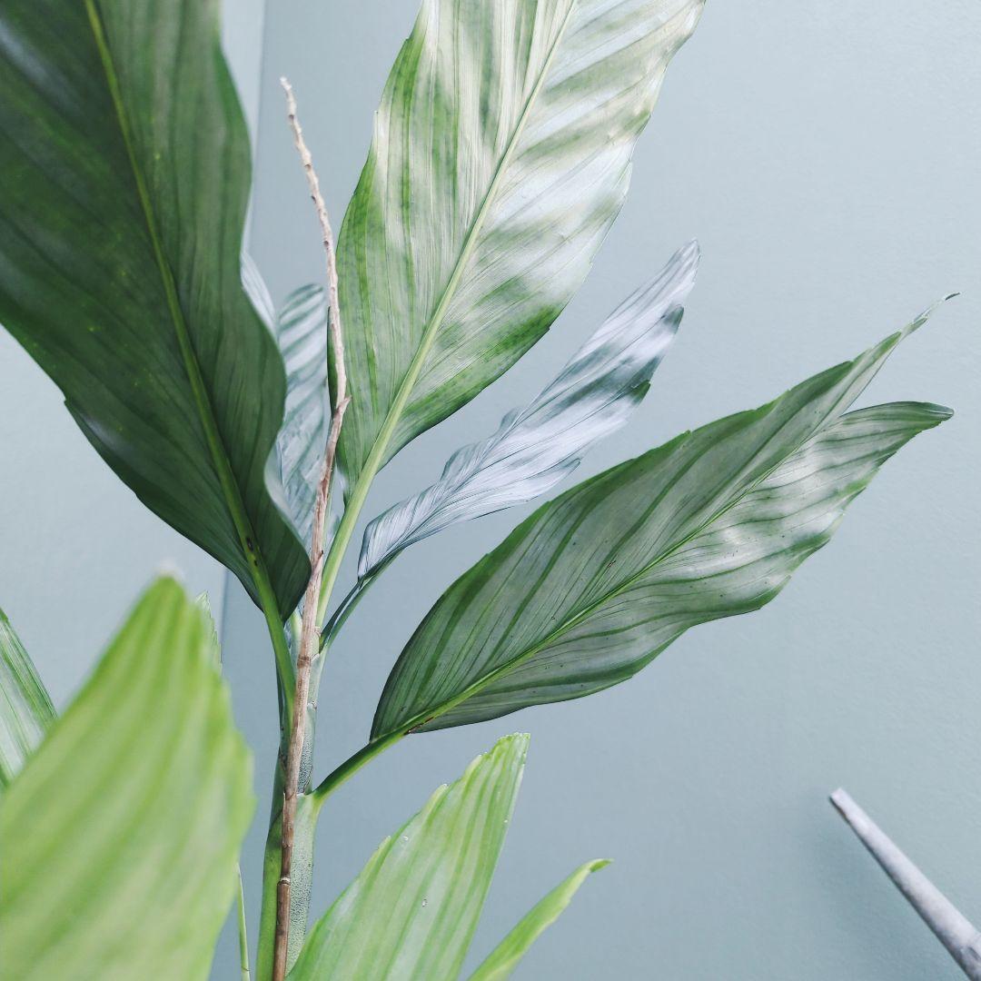 希少 ヤシ科 メタリック硬い葉! チャメドレア テネラ ８号