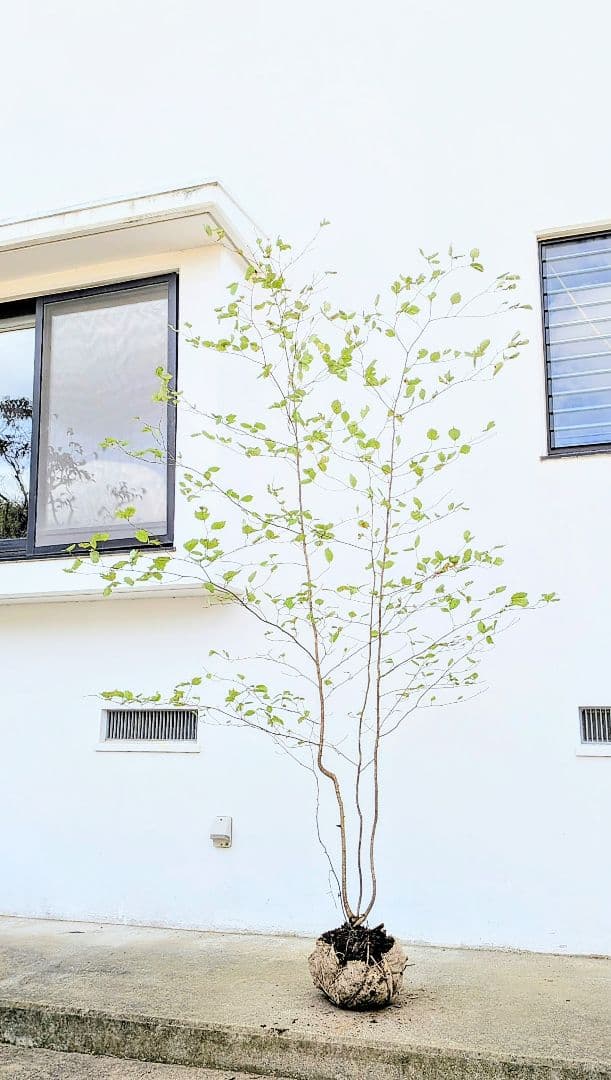 特大の天然株。山採りアズキナシ。