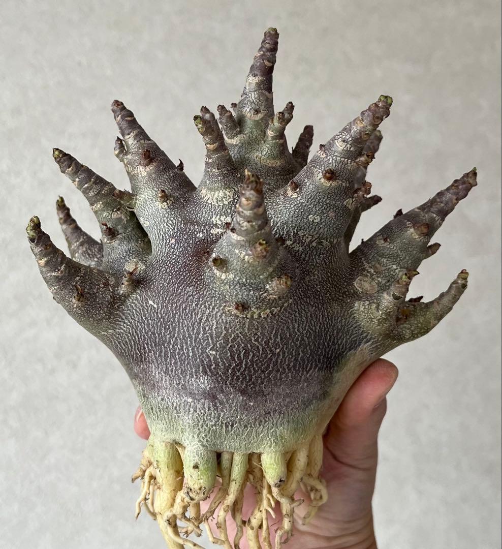 【激レア/ブラックスキン/ドワーフ/極太 】アデニウム ガラメー ④