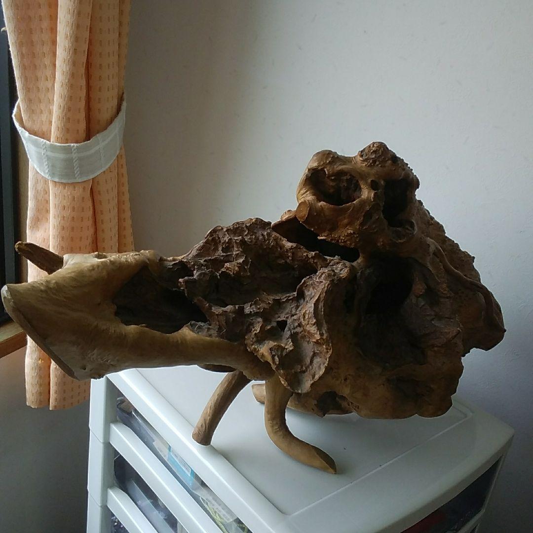 木の根、爬虫類の巣。