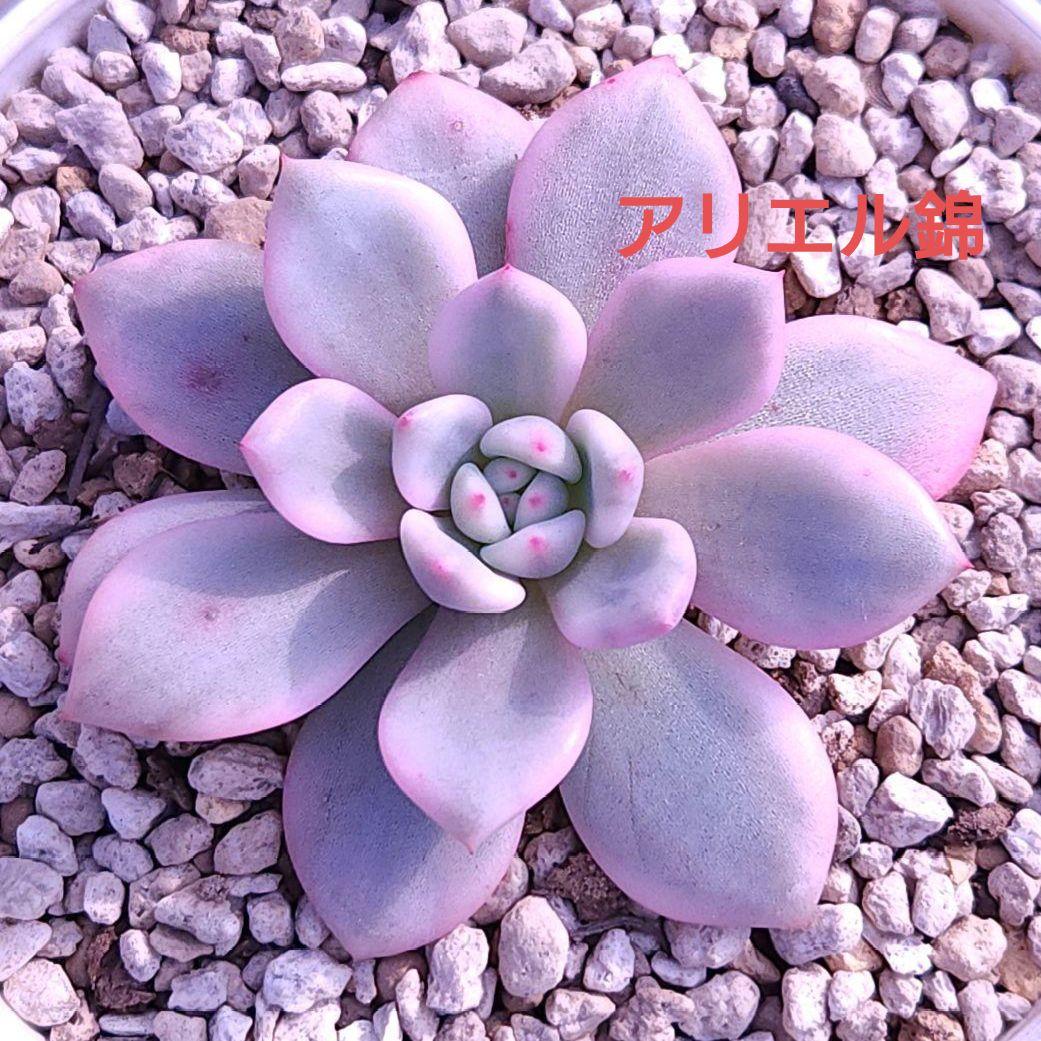 希少 アリエル錦