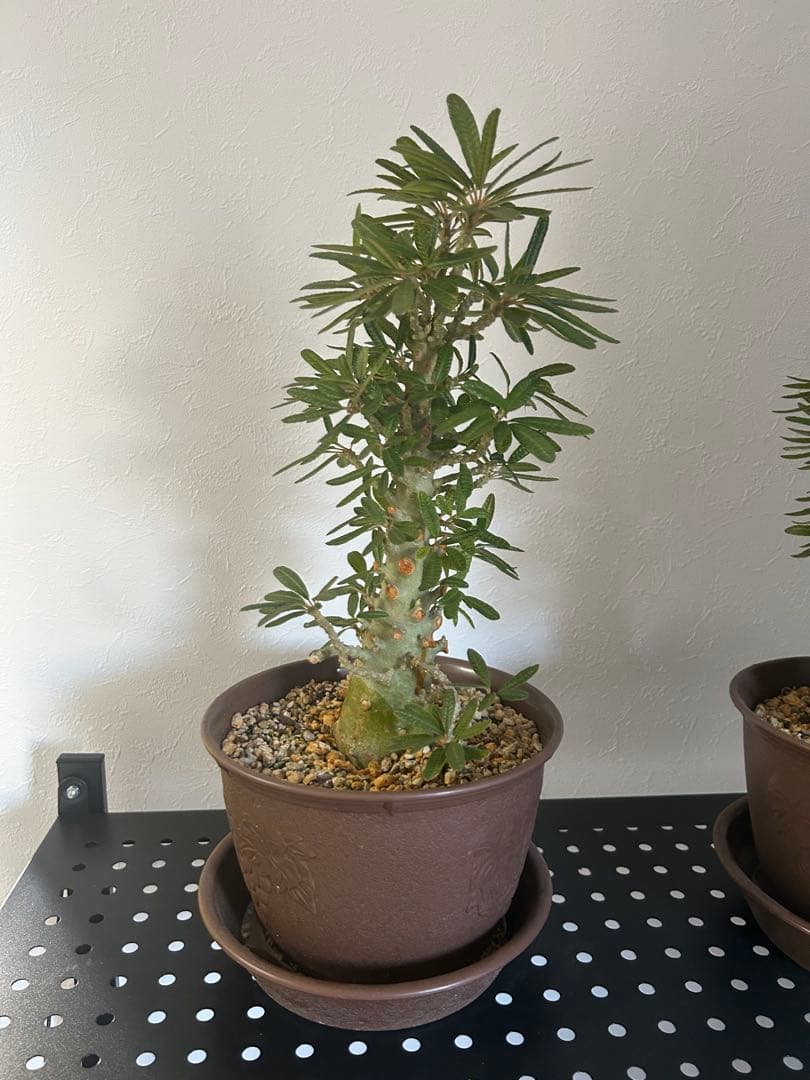 ドルステニア ギガス ブラータ