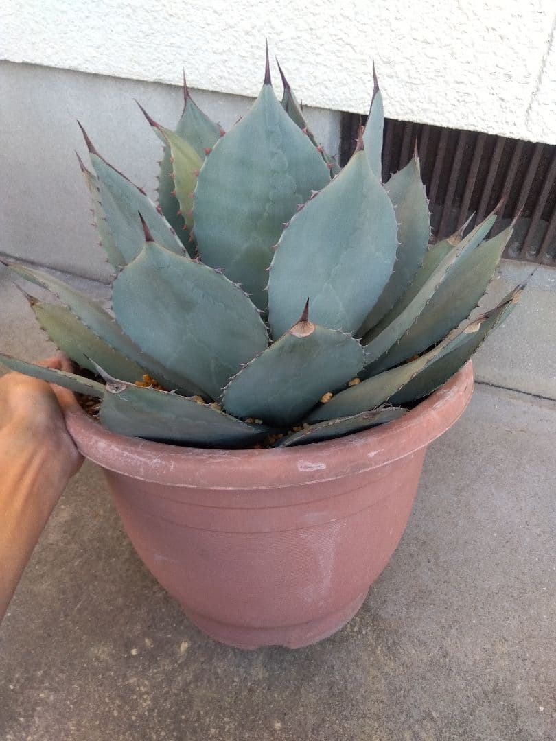 アガベ　パリー　吉祥天　特大45センチ❗　①