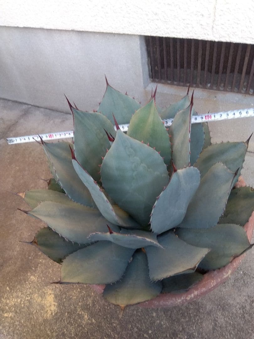 アガベ　パリー　吉祥天　特大45センチ❗　①