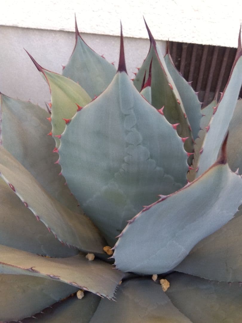 アガベ　パリー　吉祥天　特大45センチ❗　①