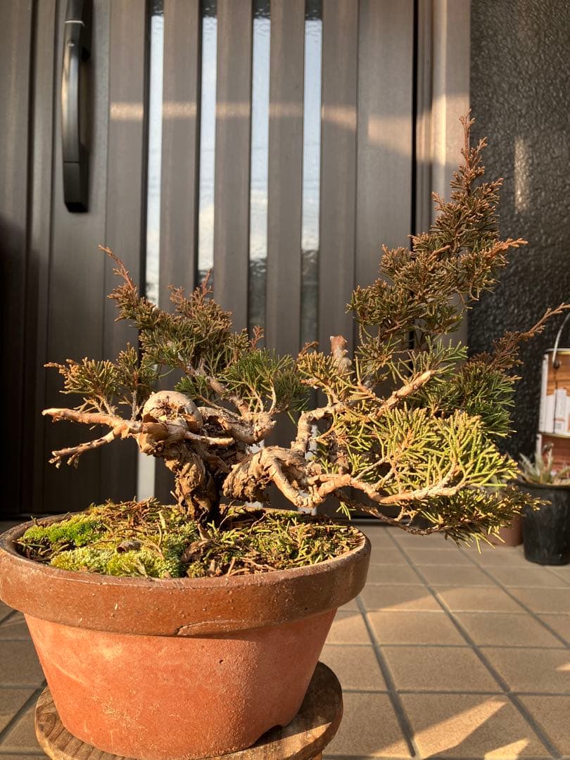 大特価★真柏糸魚川　懸崖　　素材　◉超お勧め！究極の逸品　足元の曲が大変面白い