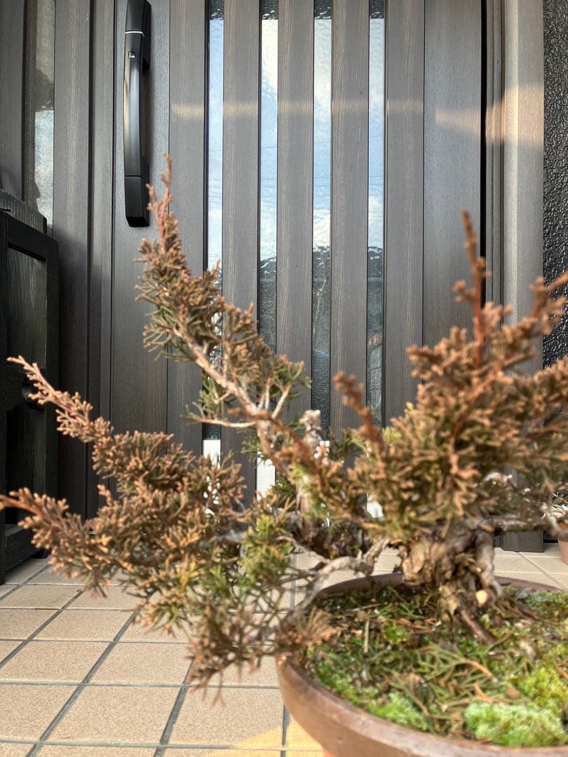 大特価★真柏糸魚川　懸崖　　素材　◉超お勧め！究極の逸品　足元の曲が大変面白い