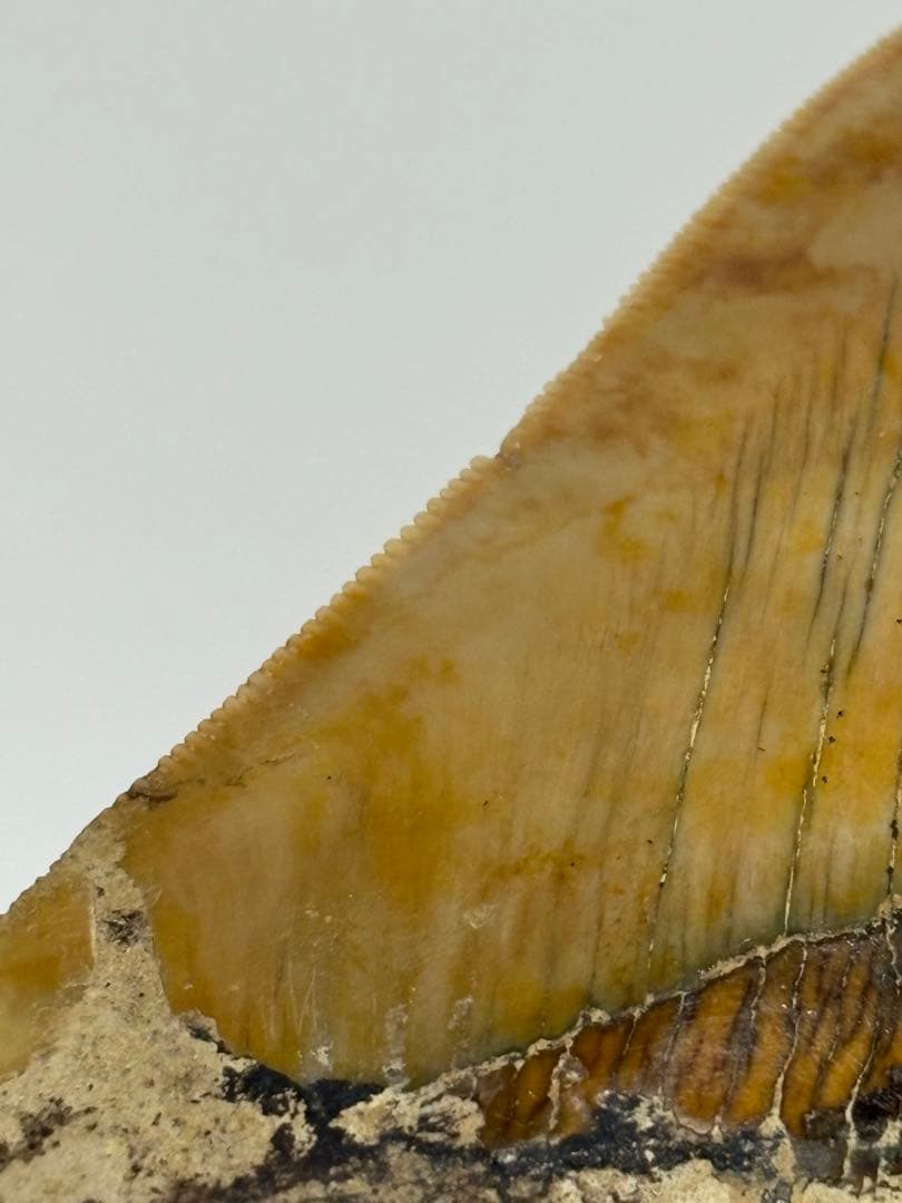 化石 サメの歯メガロドンインネシア約13.2cm 約244g新生代第三紀中新世