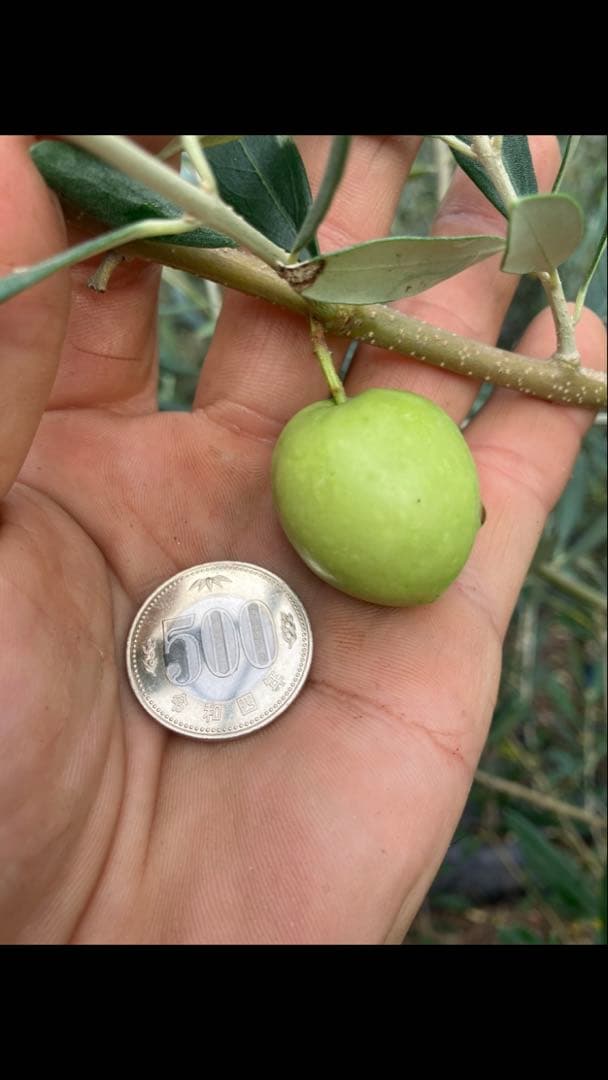 希少　オリーブの木　アスコラーナ　テネラ