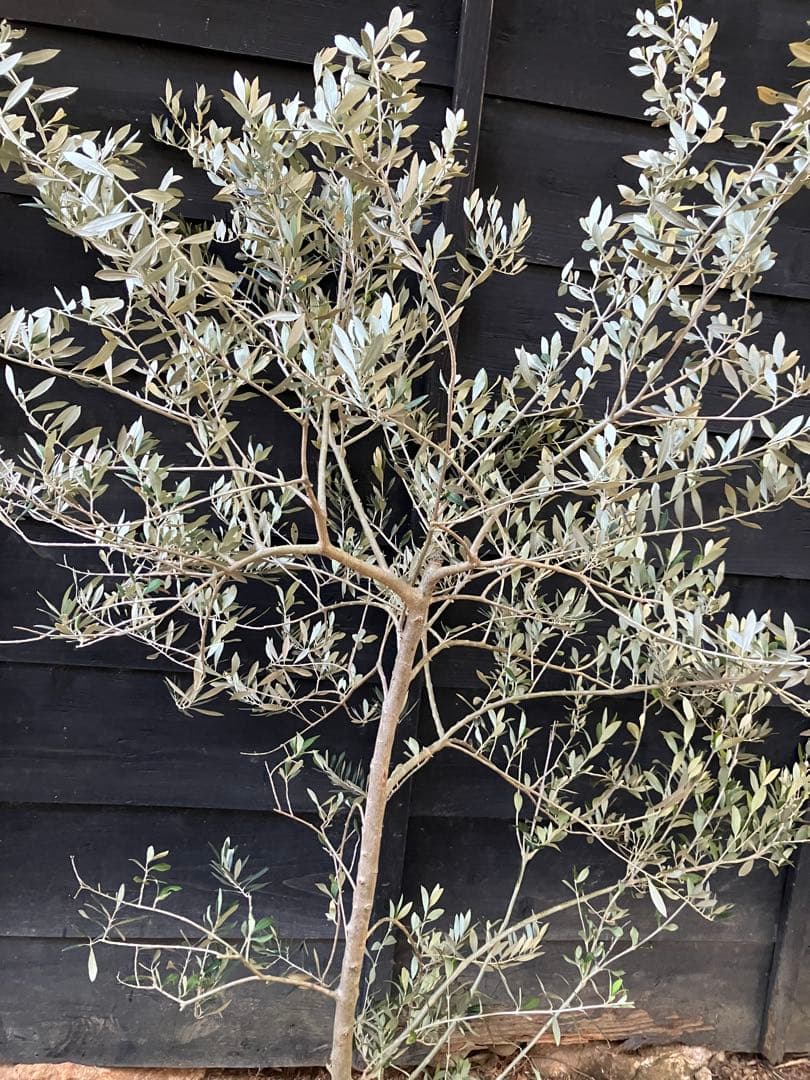 希少　オリーブの木　アスコラーナ　テネラ