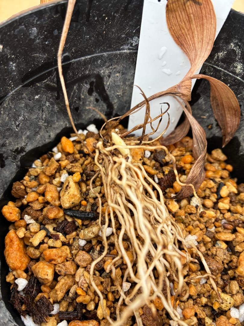 K1 礼文アツモリソウ