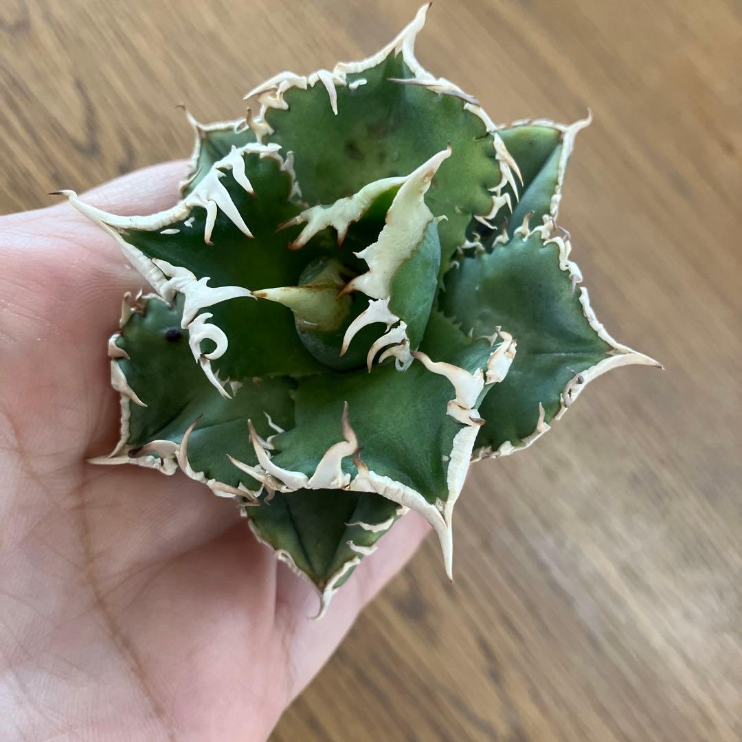 F*】様 超選抜【オークション】特選　太棘　アガベ　白豪刺　TC 上澳園芸