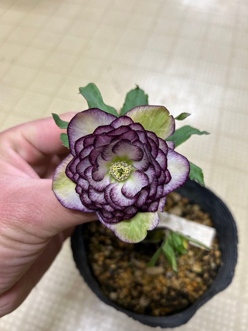 紅白グラデーション 加藤農園クリスマスローズ同梱可能