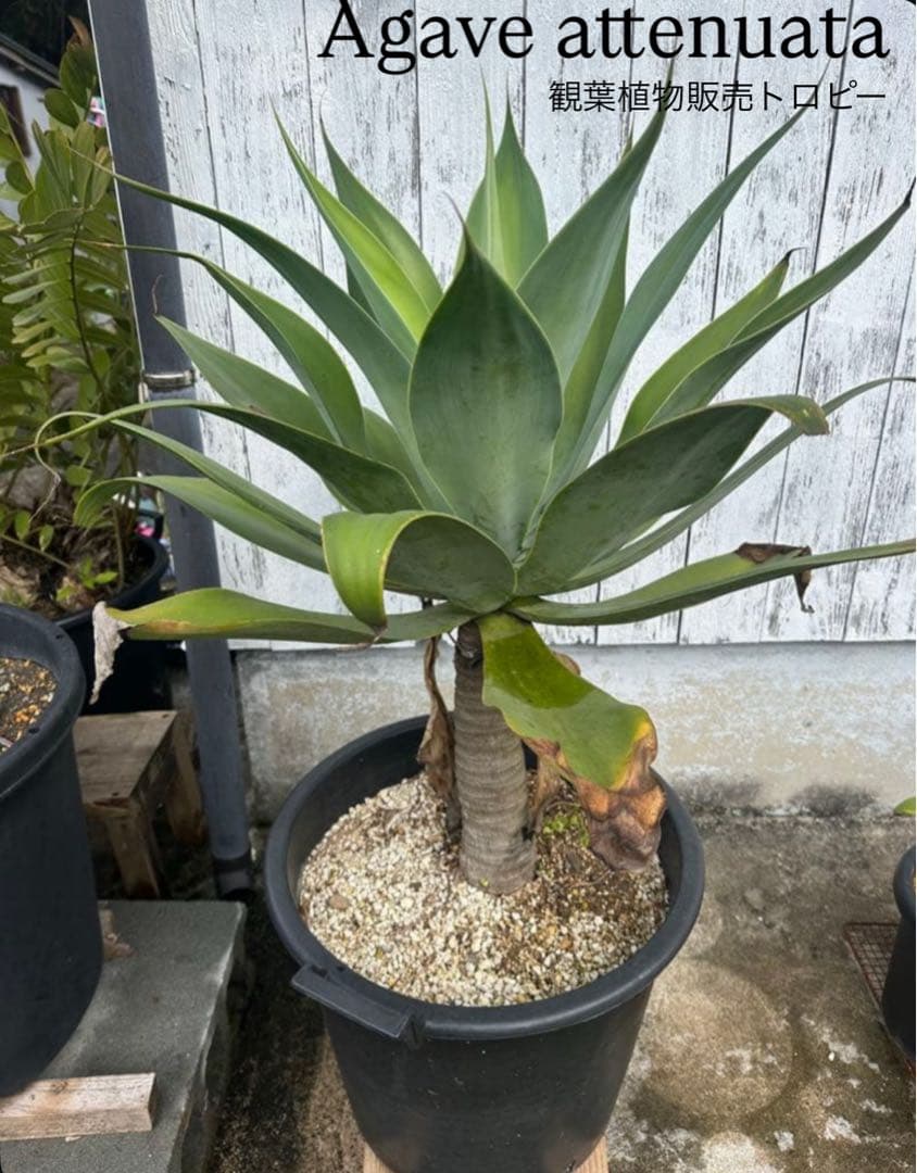 【大型】アガベアテナータ　特大アテナータ