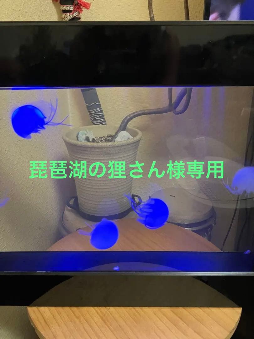 クラゲ　アクアリウム