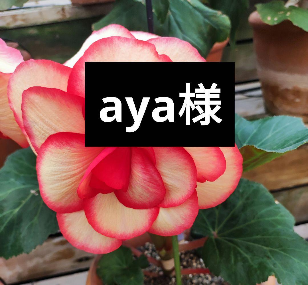 枝・実・果実 aya