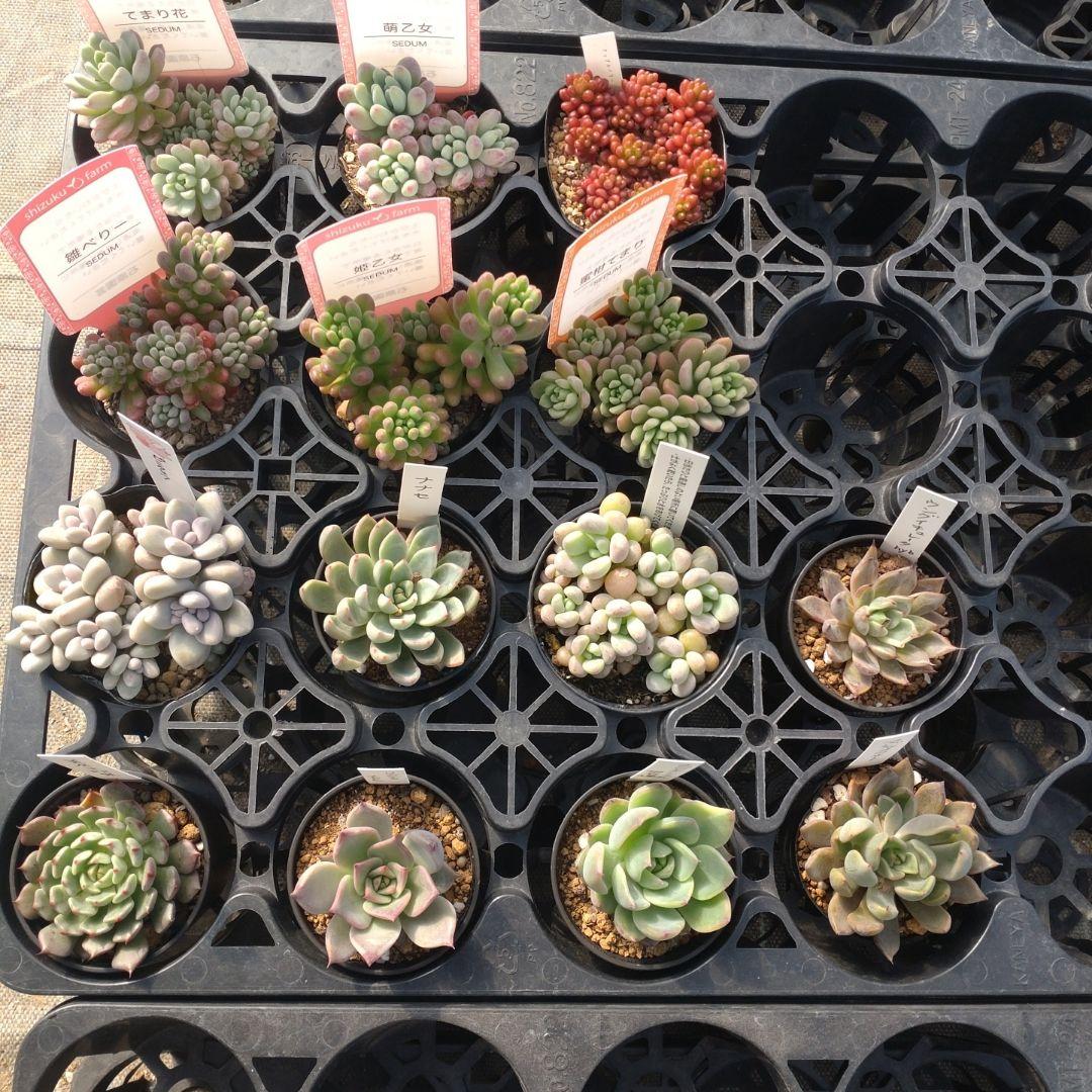 雪うさぎさん専用