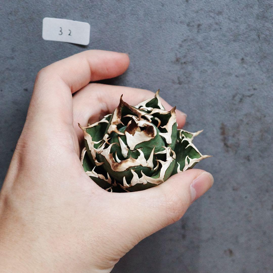 アガベ　チタノタ　オテロイ　赤猫　ゴリ猫　強刺　超コンパクト　32