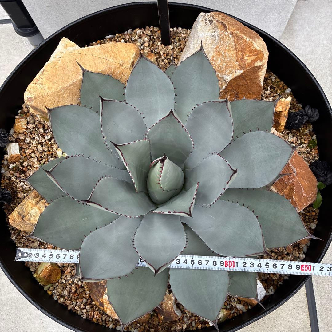 アガベ　パリートランカータ　大株